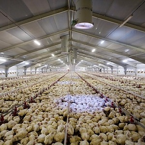 Быстровозводимые птичники для фермерских хозяйств